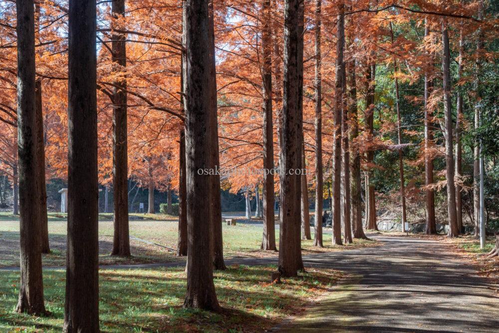 新檜尾公園の紅葉