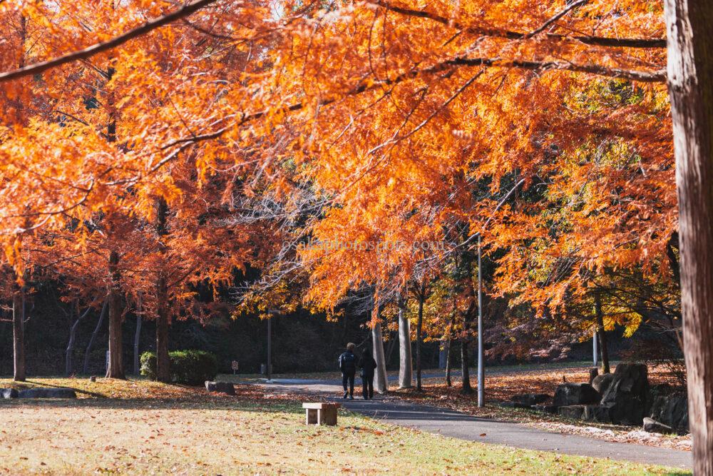 新檜尾公園の紅葉