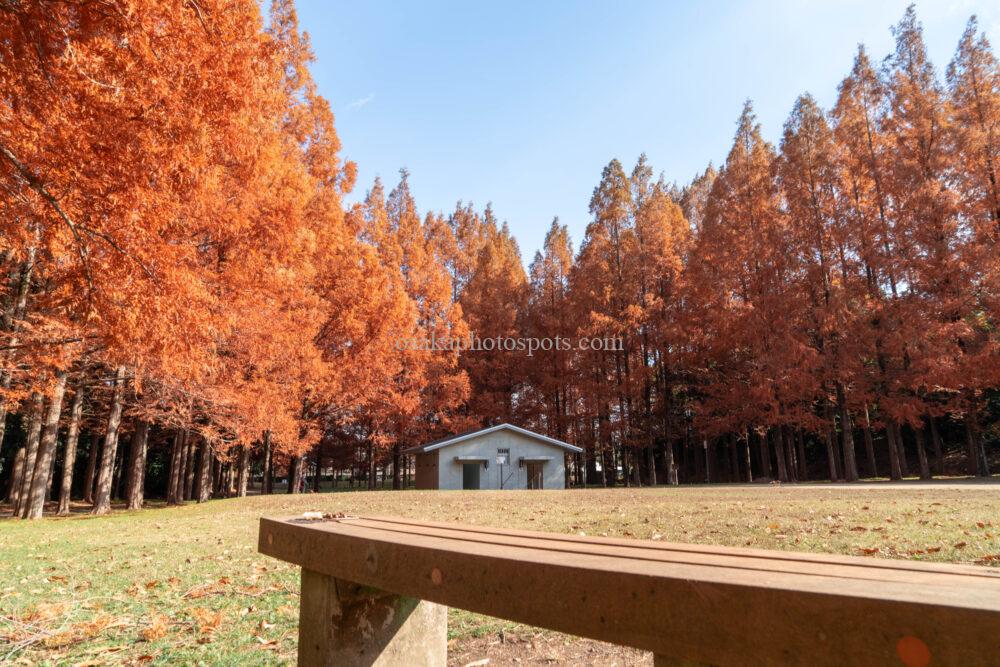 新檜尾公園の紅葉