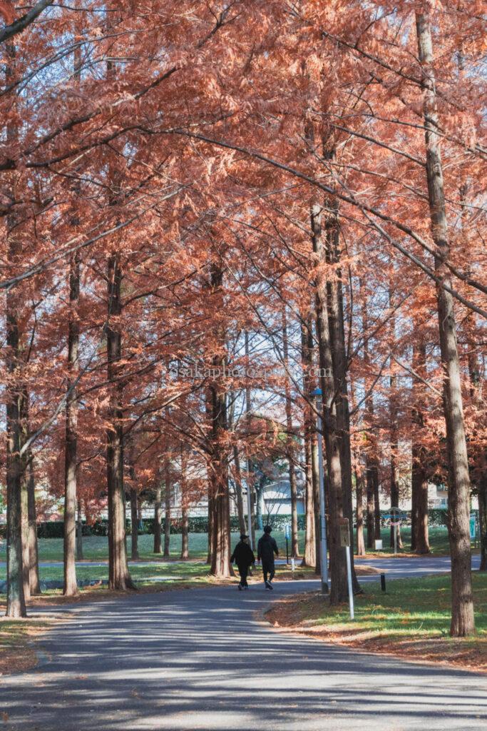 新檜尾公園の紅葉