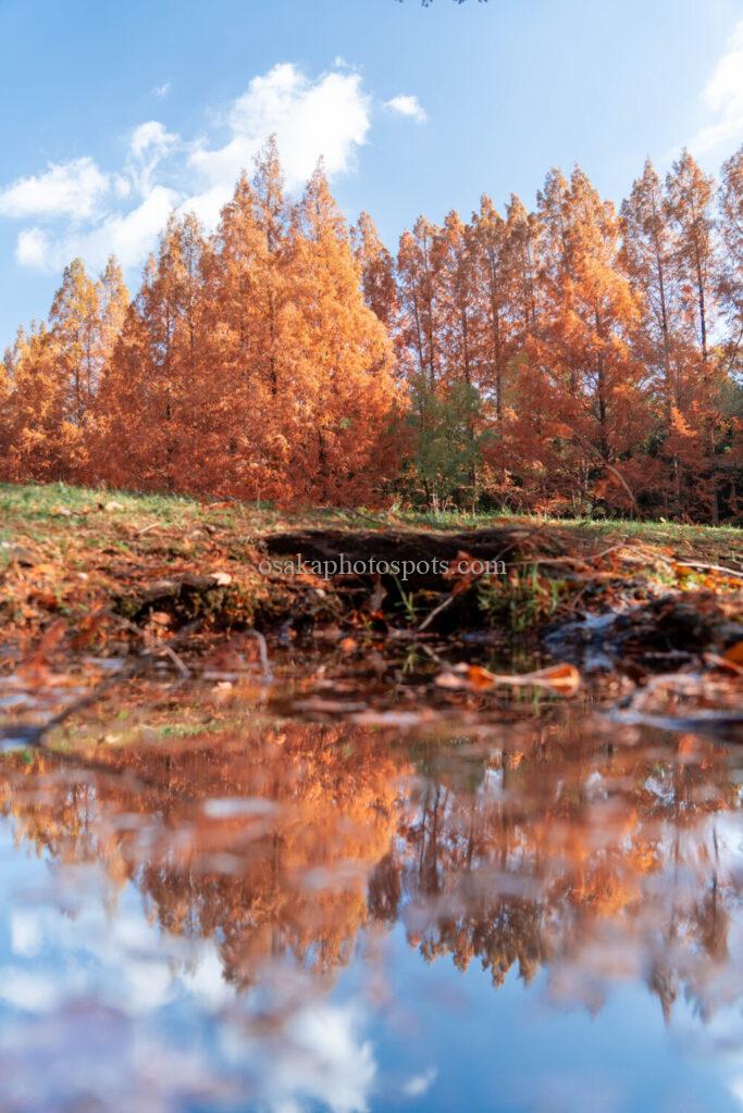 新檜尾公園の紅葉