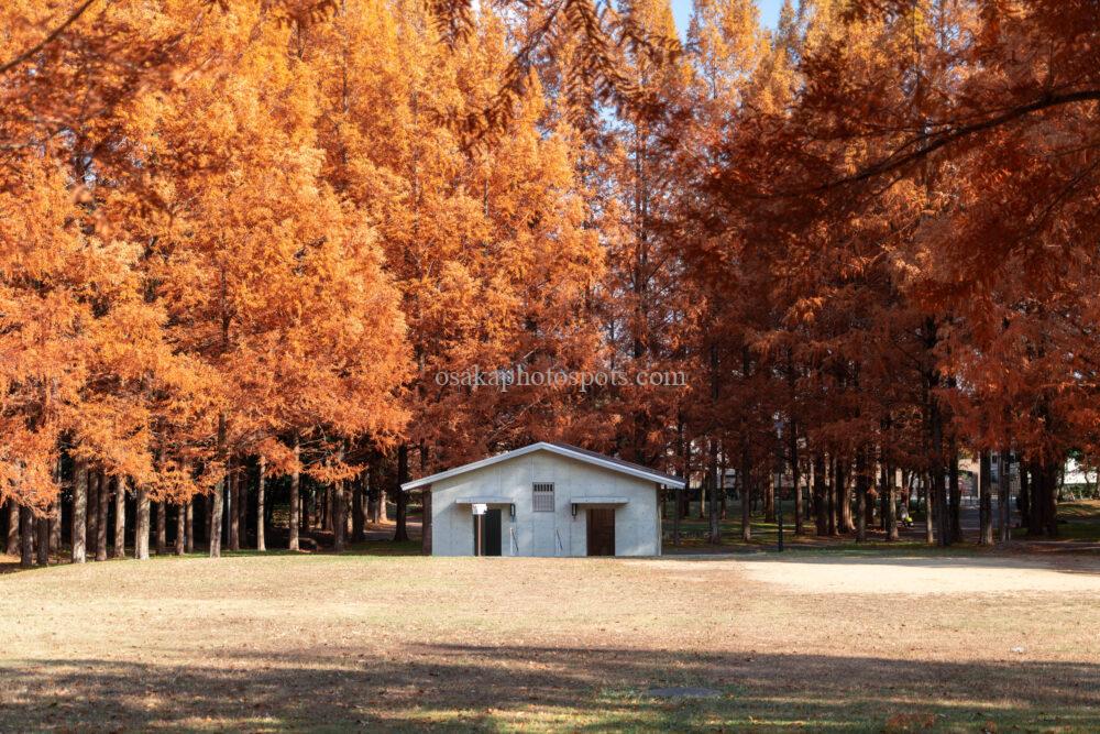 新檜尾公園の紅葉