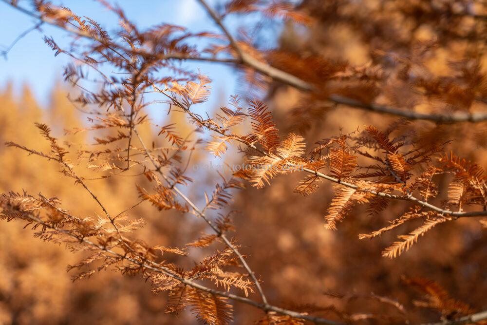 新檜尾公園の紅葉