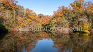むろいけの森（むろいけ園地）の紅葉｜四條畷市