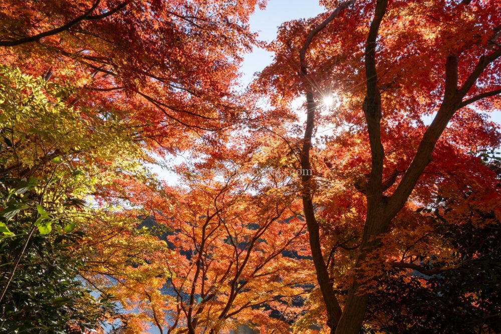 むろいけの森（むろいけ園地）の紅葉