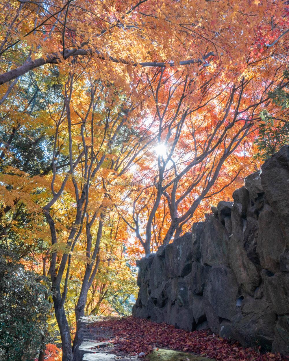 むろいけの森(むろいけ園地)の紅葉
