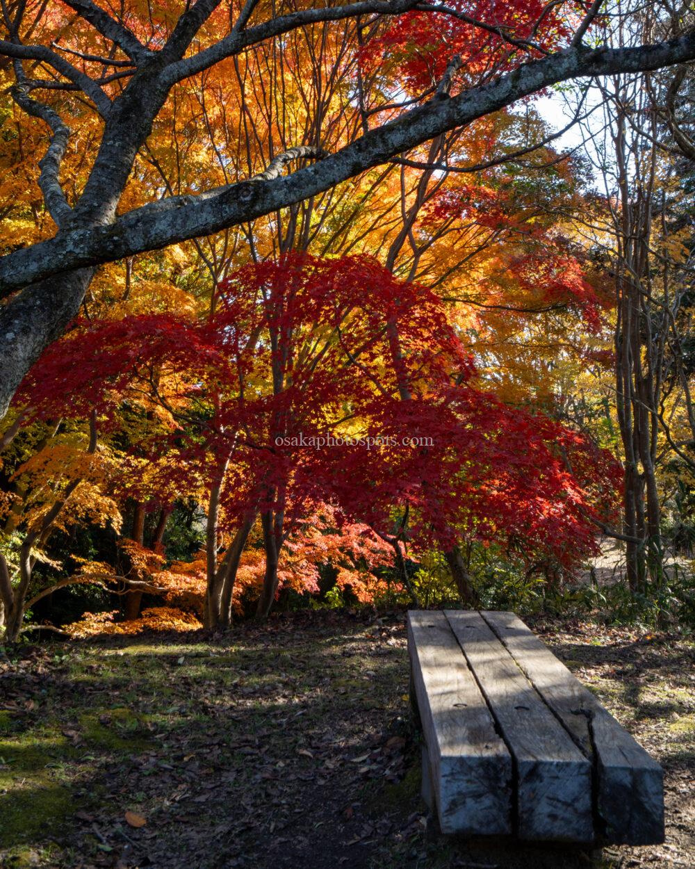 むろいけの森（むろいけ園地）の紅葉