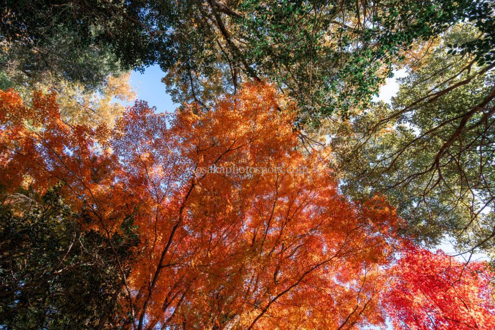 むろいけの森（むろいけ園地）の紅葉