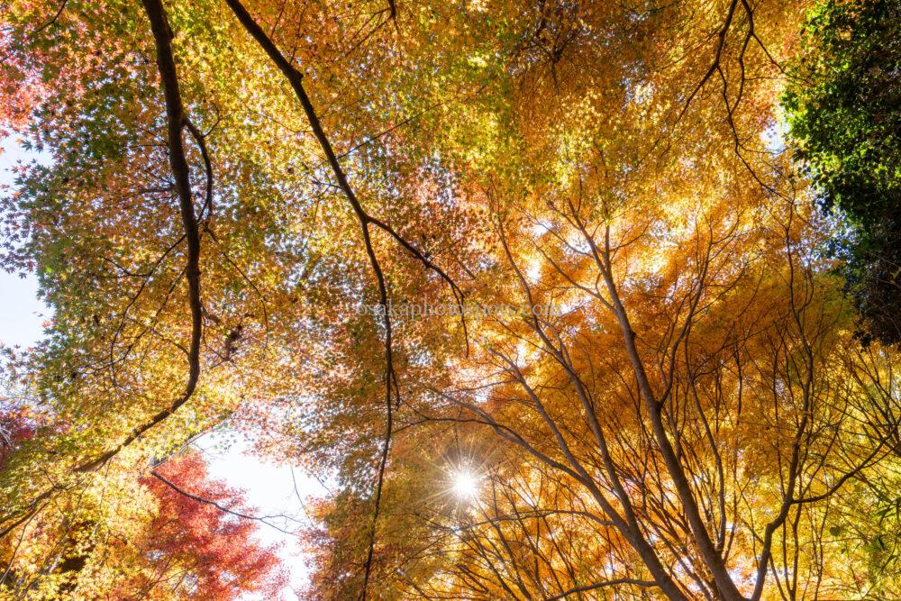 むろいけの森（むろいけ園地）の紅葉