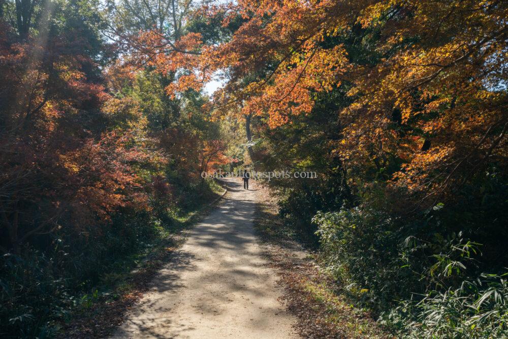 むろいけの森(むろいけ園地)の紅葉