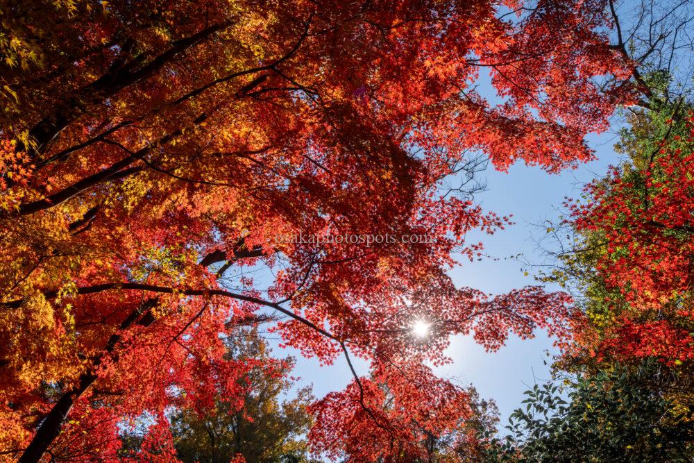 むろいけの森（むろいけ園地）の紅葉