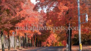 三色彩道(さんしきさいどう)の紅葉|吹田市