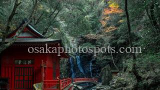 犬鳴山の紅葉｜泉佐野市