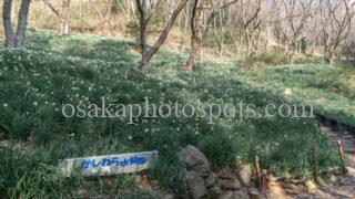かしわら水仙郷|柏原市