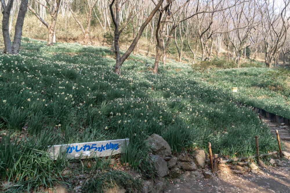 かしわら水仙郷