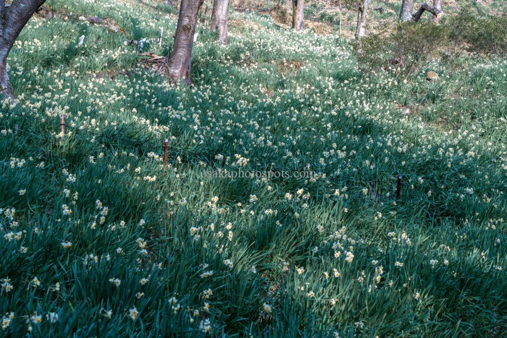 かしわら水仙郷