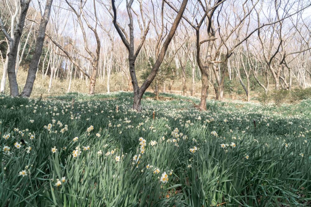 かしわら水仙郷