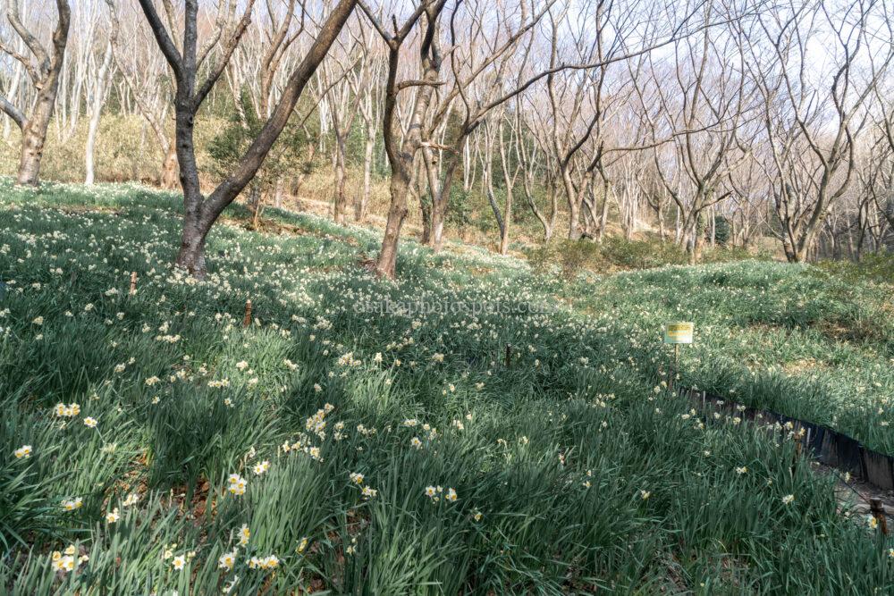 かしわら水仙郷