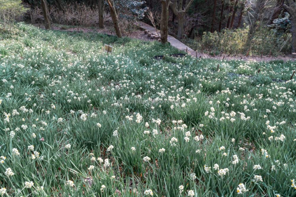 かしわら水仙郷