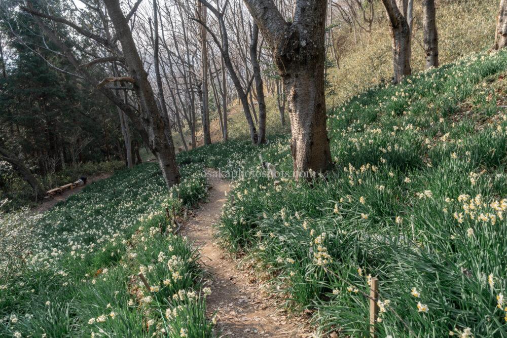 かしわら水仙郷