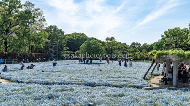 長居植物園のネモフィラ