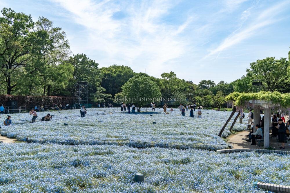 長居植物園のネモフィラ｜大阪市